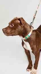 Pet's Striped Dog Collar